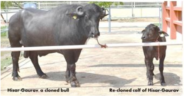 Bull Semen Milking