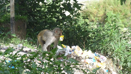 Garbage dumps leading to shift in food habits of wild animals: study